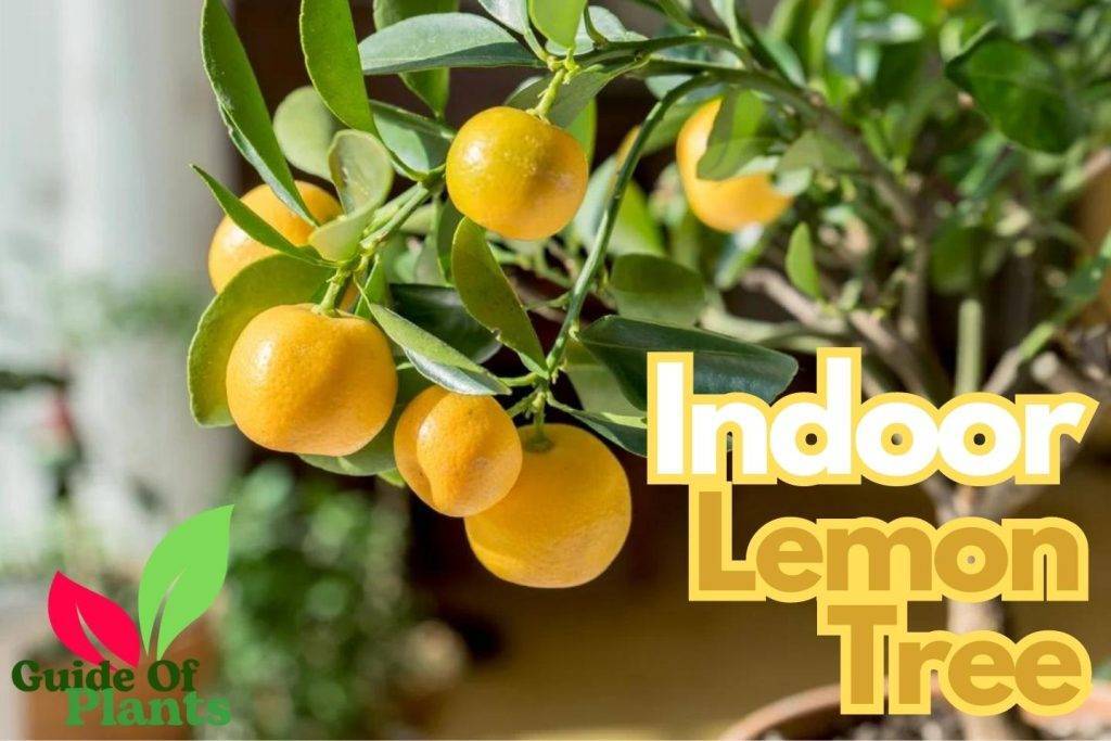 How to Grow Amazing Indoor Lemon Tree In Your Fruit Garden