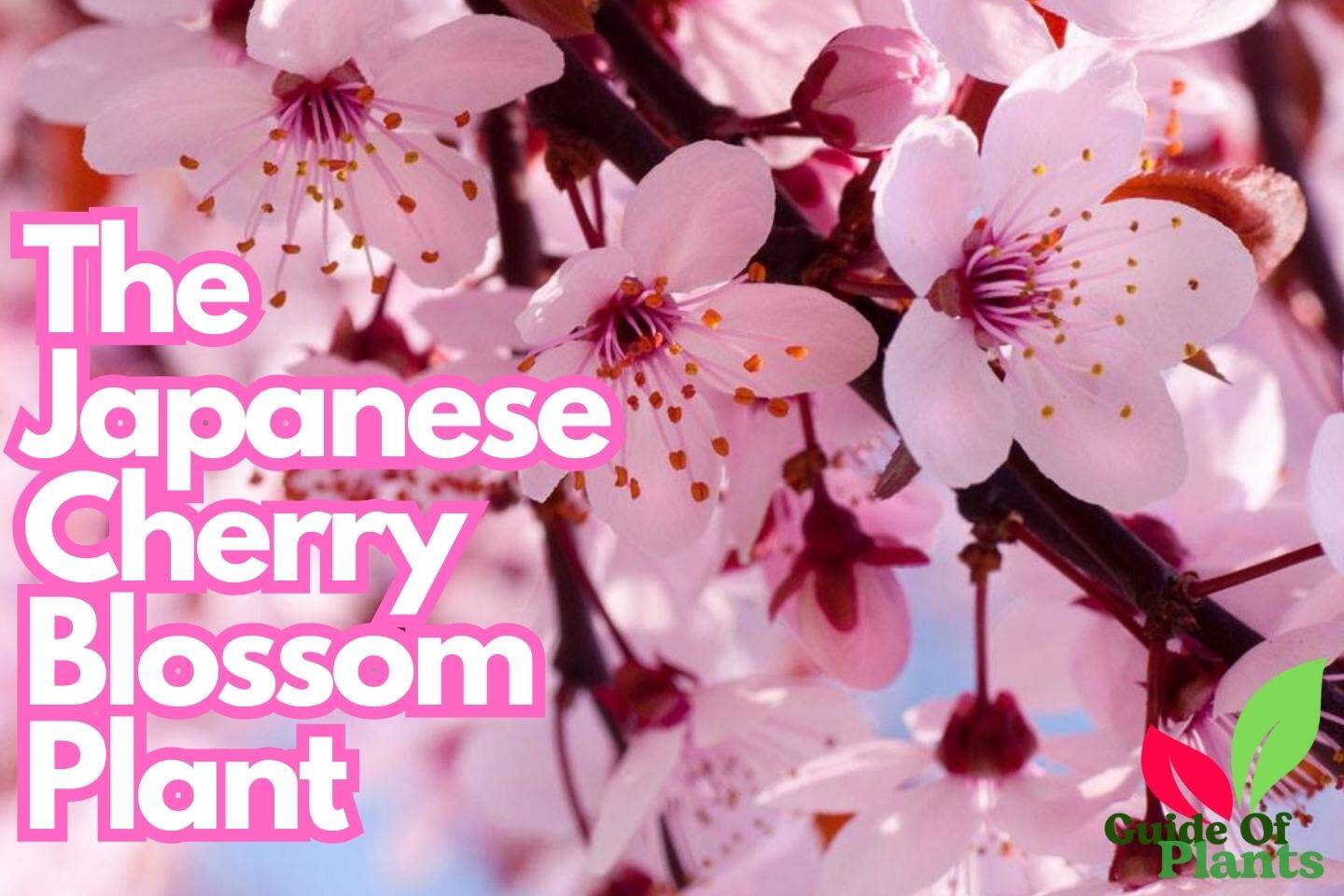 Japanese Cherry Blossom Plant