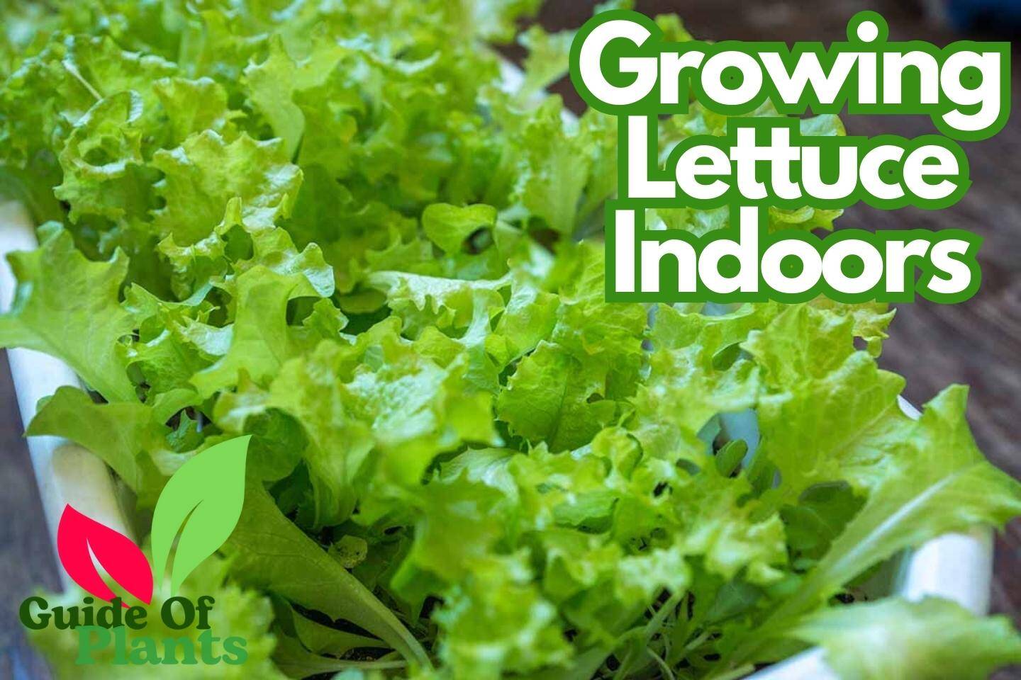 Growing Lettuce Indoors In Just 10 Simple Steps