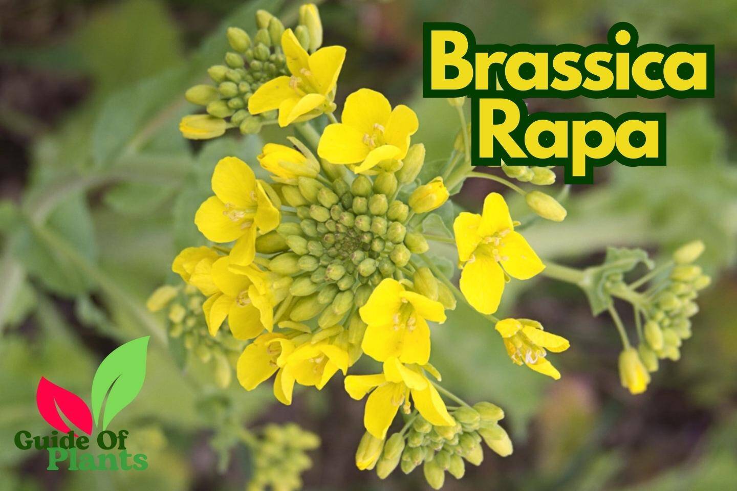 Brassica Rapa