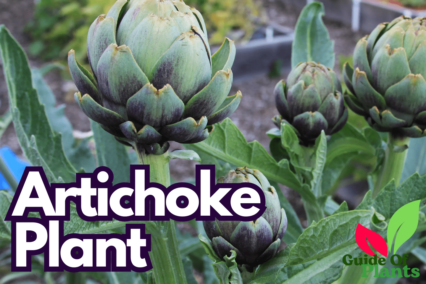 Artichoke Plant