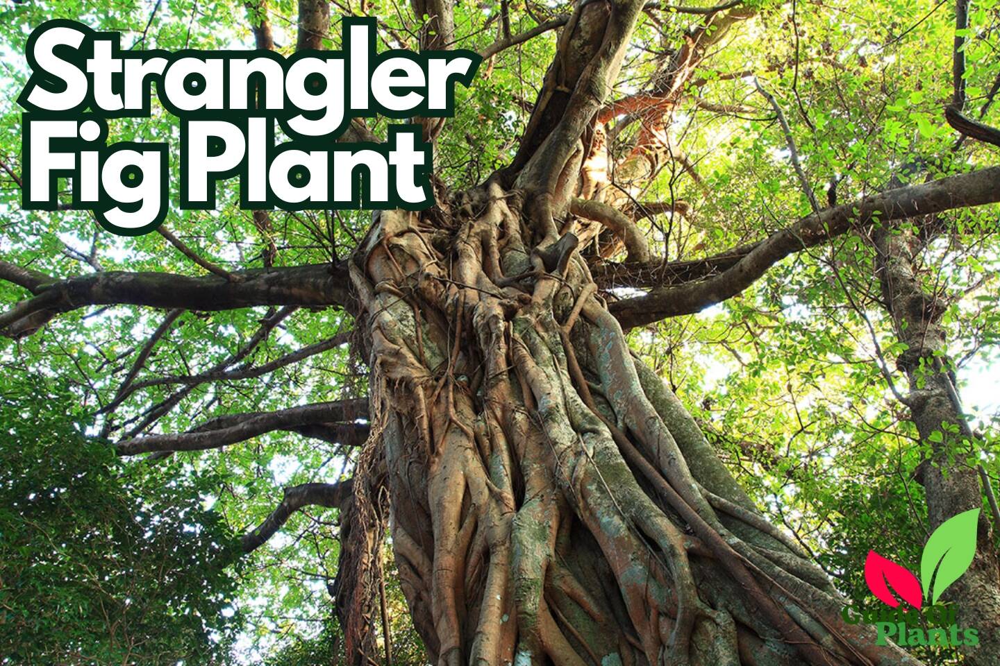 Strangler Fig Plant