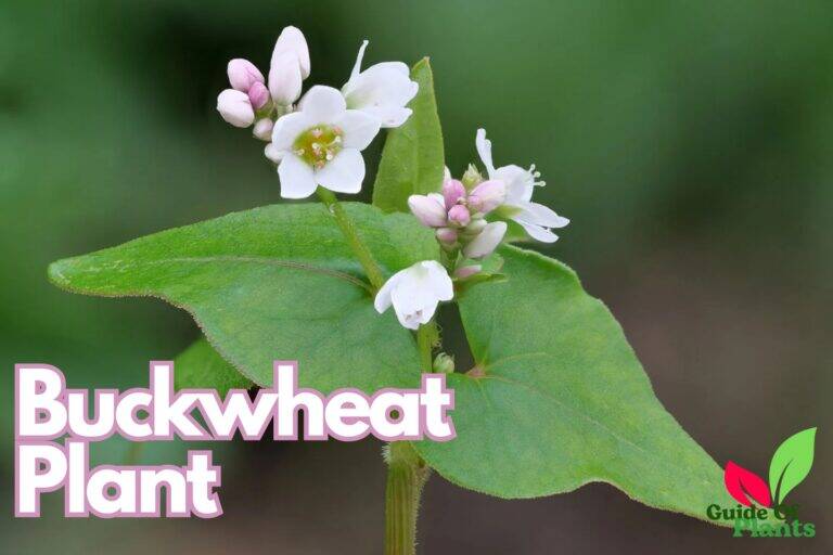 Buckwheat Plant, A Resilient and Drought-Tolerant Crop 