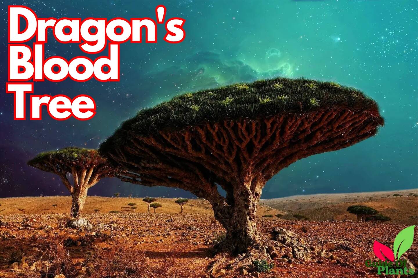 Dragon's Blood Tree