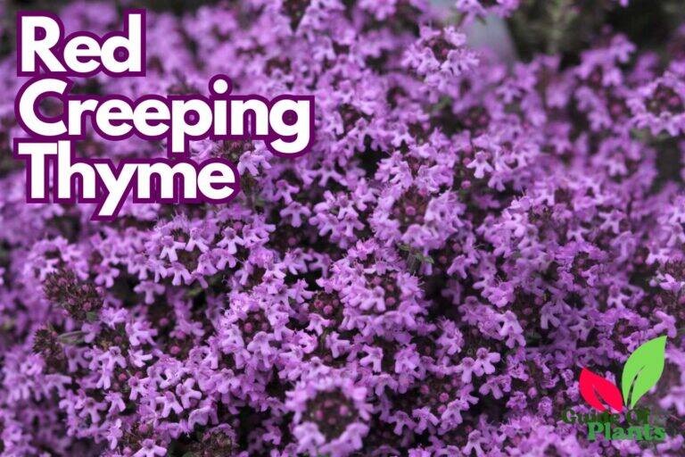 Red Creeping Thyme