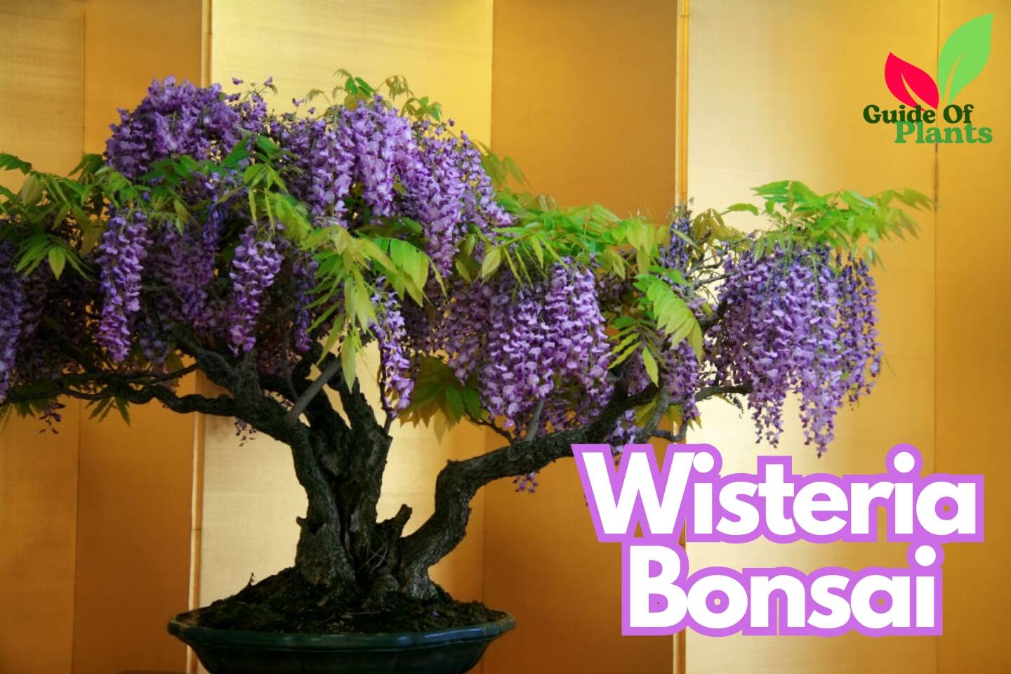 Wisteria Bonsai